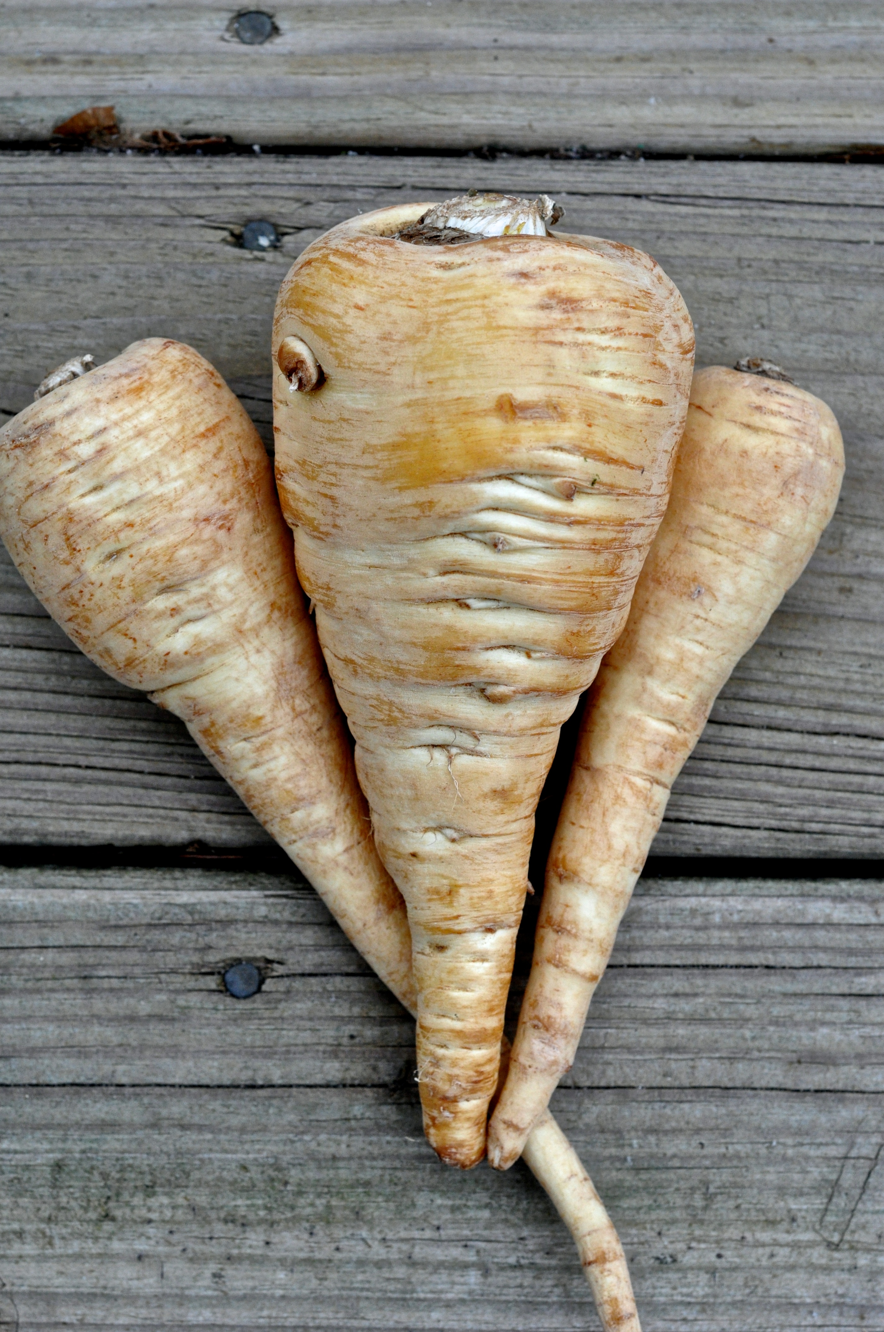 In Praise of Parsnip A lyrical and historical meditation