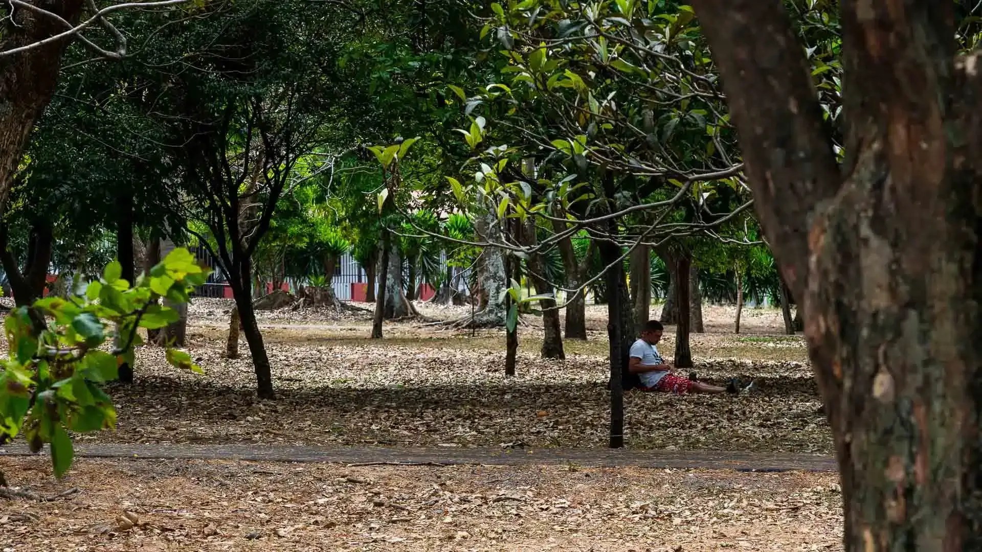 A man sits beneath a tree in the shade. He is in a park.