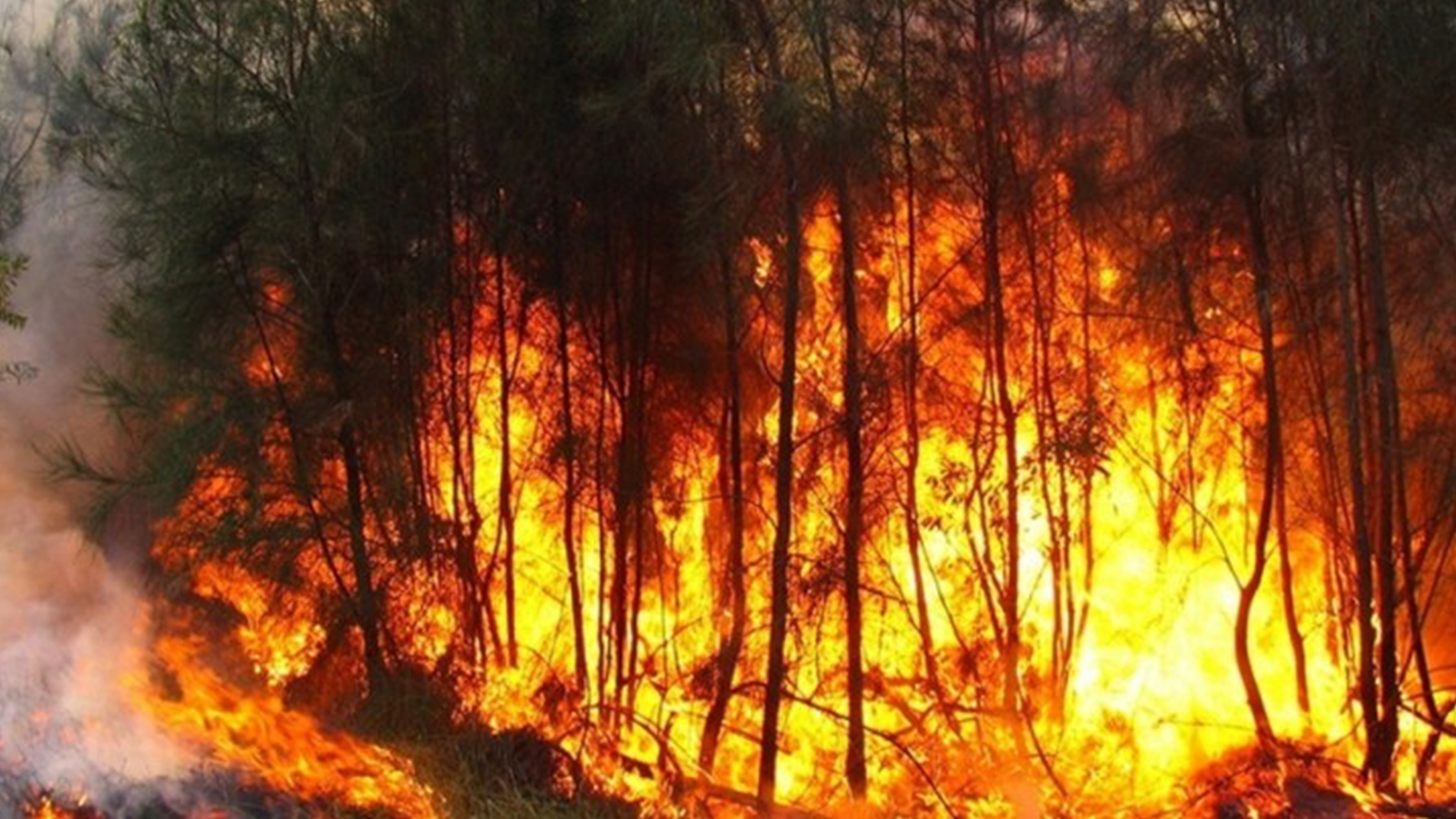 95بالمائة من حرائق الغابات بفعل العامل البشري