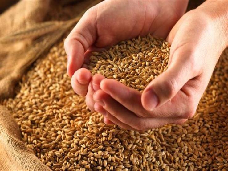 اشترت قمحا اختياري المنشأ.. الجزائر أمام إمكانية استيراد القمح الفرنسي مجدّدا
