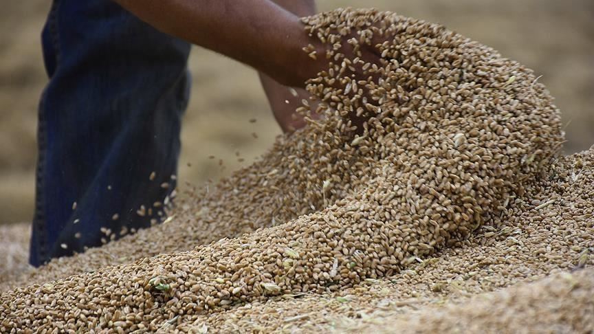 الرئيس تبون يدعو لتقليص واردات القمح اللين