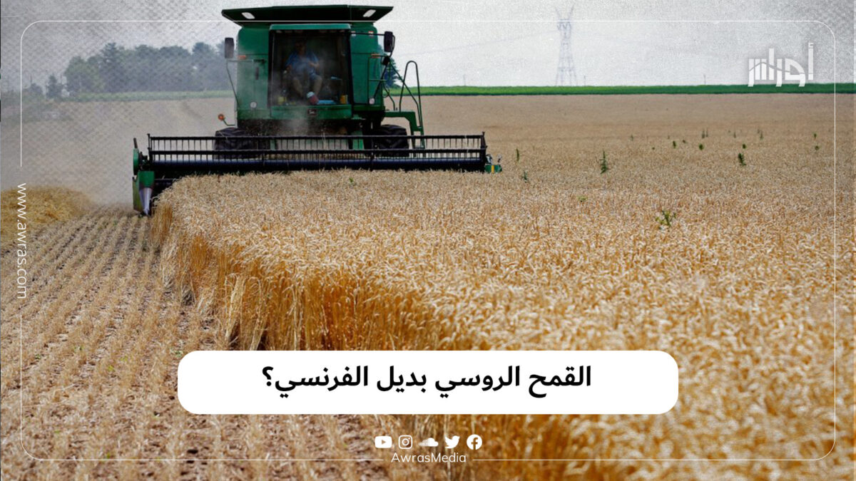 القمح الروسي بديل الفرنسي؟
