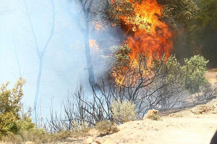 حرائق الغابات.. حصيلة تدخلات الحماية المدنية خلال الـ 48 ساعة الأخيرة