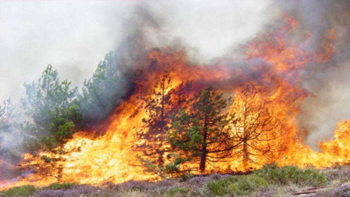 بالفيديو.. نشوب حرائق عدة بغابات ولاية بومرداس