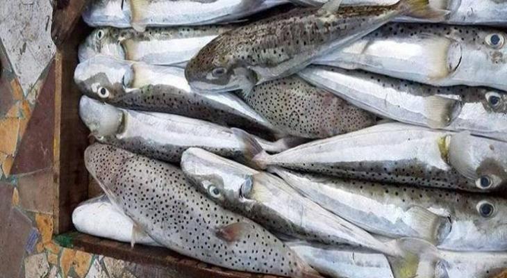 منظمة حماية المستهلك تحذر من وجود نوع من السمك يؤدي إلى الوفاة