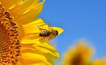 The "Not-So-Secret" Life of Bee’s: How Drones and Robotics are Mapping Bee Populations Around the World