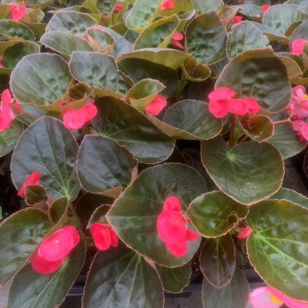 Syl arena our best fall decorating ideas Begonia Big Rose With Bronze Leaf Begonia From Babikow