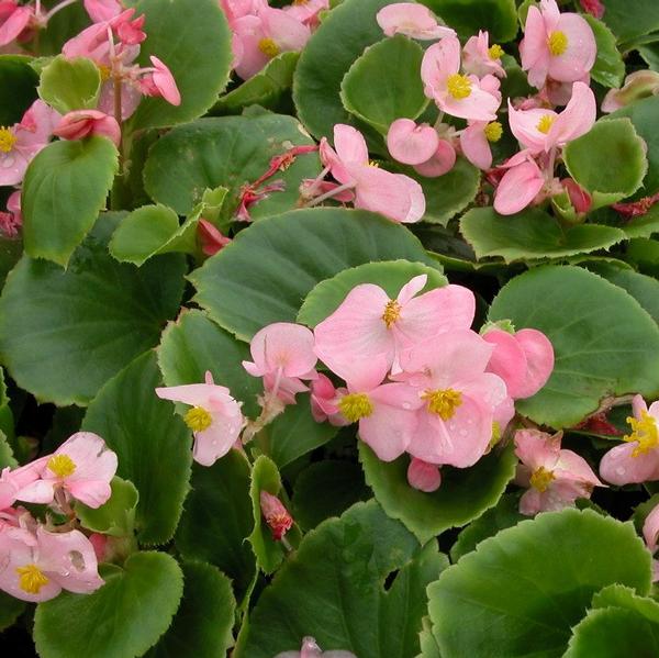 Count on super olympia and prelude begonias for a good balance of garden performance and weather tolerance. Begonia Super Olympia Pink Begonia From Babikow