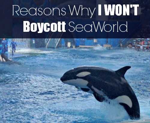 Reasons Why I Won’t Be Boycotting SeaWorld — A Tampa Lifestyle, Travel ...