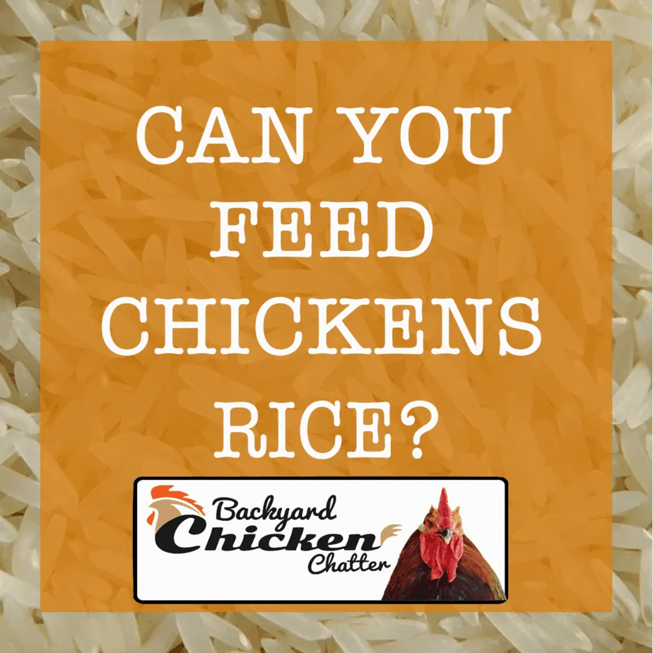 Can Chickens Eat Rice? (2023)