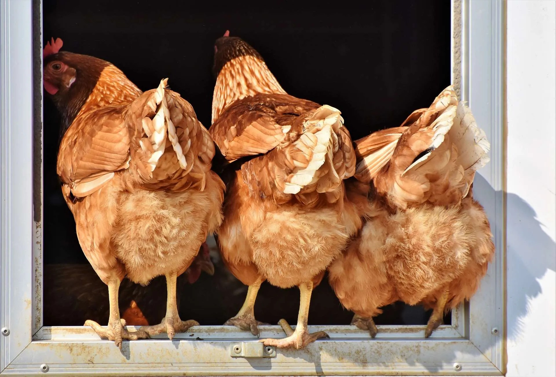Do chickens have kidneys?