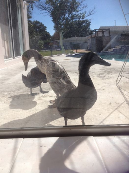 The two of you were always meant to find each other, just like you were always meant to take this quiz. The best backyard duck | Backyard Ducks