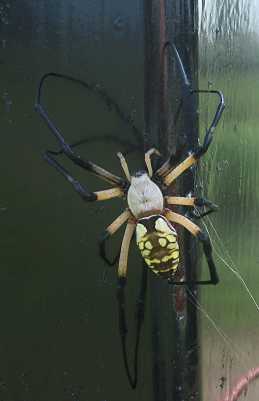 They are harmless and eat lots of bugs. North Texas Spiders