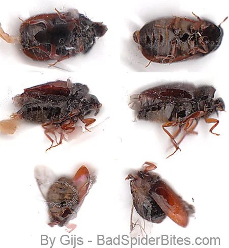 While bed bugs aren't necessarily dangerous, they can wreak havoc on your home. Bedbugs Bites: Discussion Pg 5