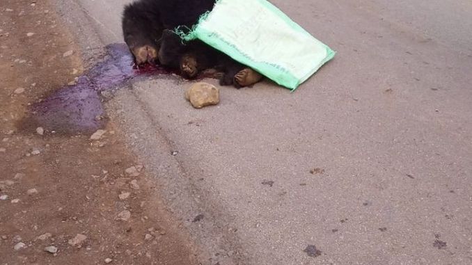 gautam10 Bear Death