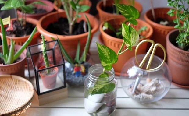 Indoor Money Plant Care “ग्लास बाउल में पानी में उगता हुआ मनी प्लांट”