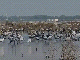 Siberian cranes flock at Lunkaransar wetland in Bikaner