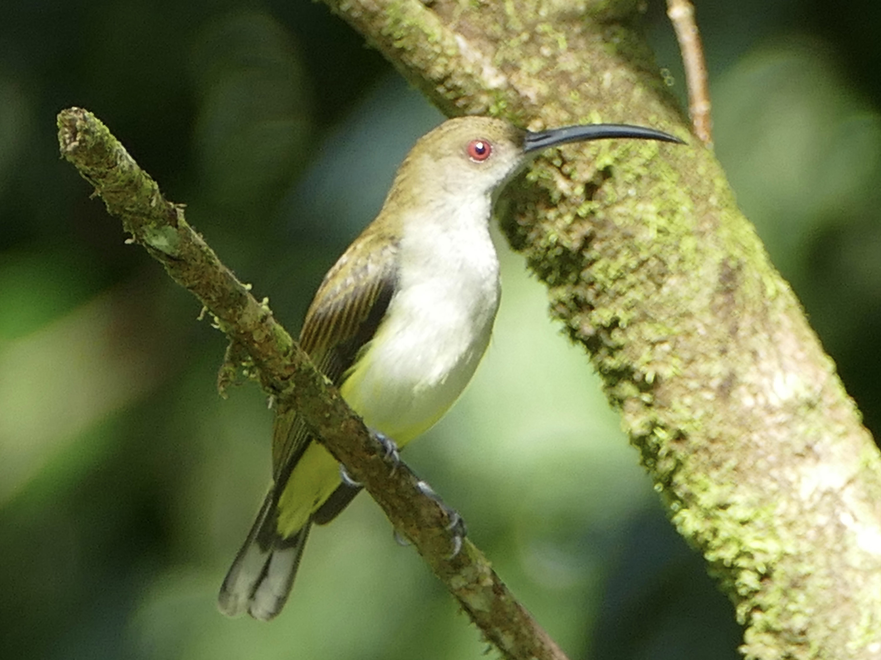 Peter Kaestner's photograph of the Orange-tufted Spiderhunter, Mindanao, Philippines