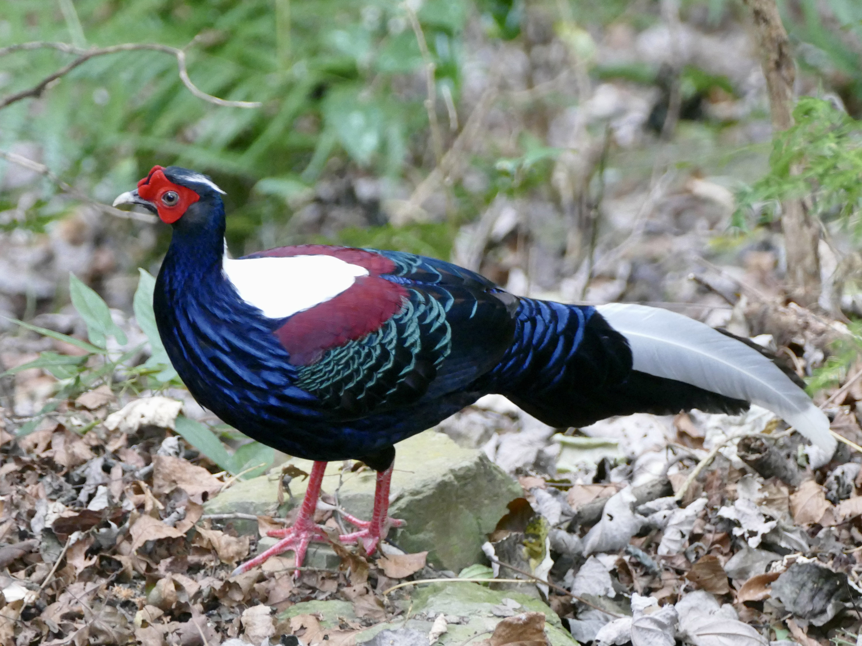 Peter Kaestner's photograph of the Swinhoe's Pheasant, Taiwan (Peter Kaestner/Handout)