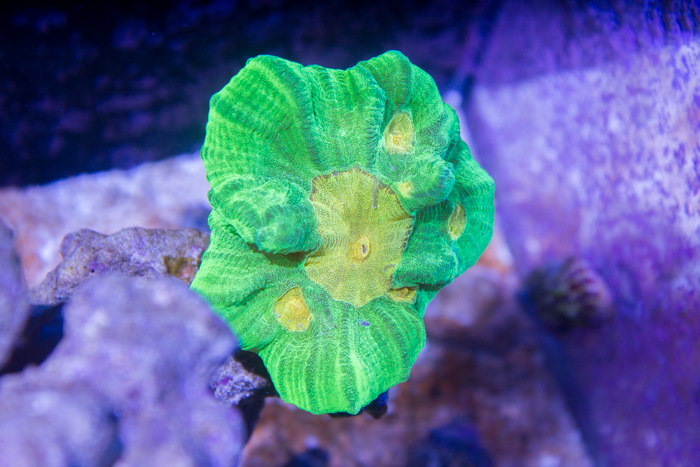 Space Invader Pectinia Pectinia Pectinia Sp Tank Facts April 28 2020 Space Invader Pectinia growing slowely but surely hopefully a few frags drop off in the next couple months.