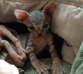 Sphynx Kittens Hairless Cat Adoption Odd Eyed Sphynx San Diego Ca