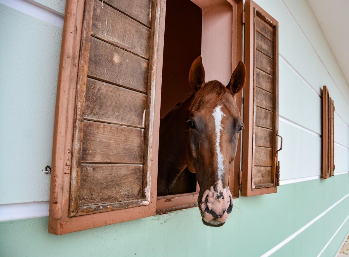 Scopri di più sull'articolo Getteresti un cavallo dalla finestra?