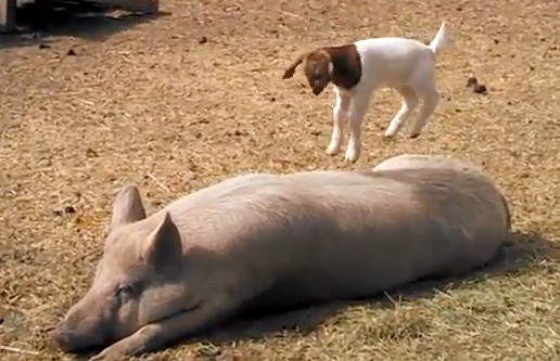 Nathan for You  - baby goat video