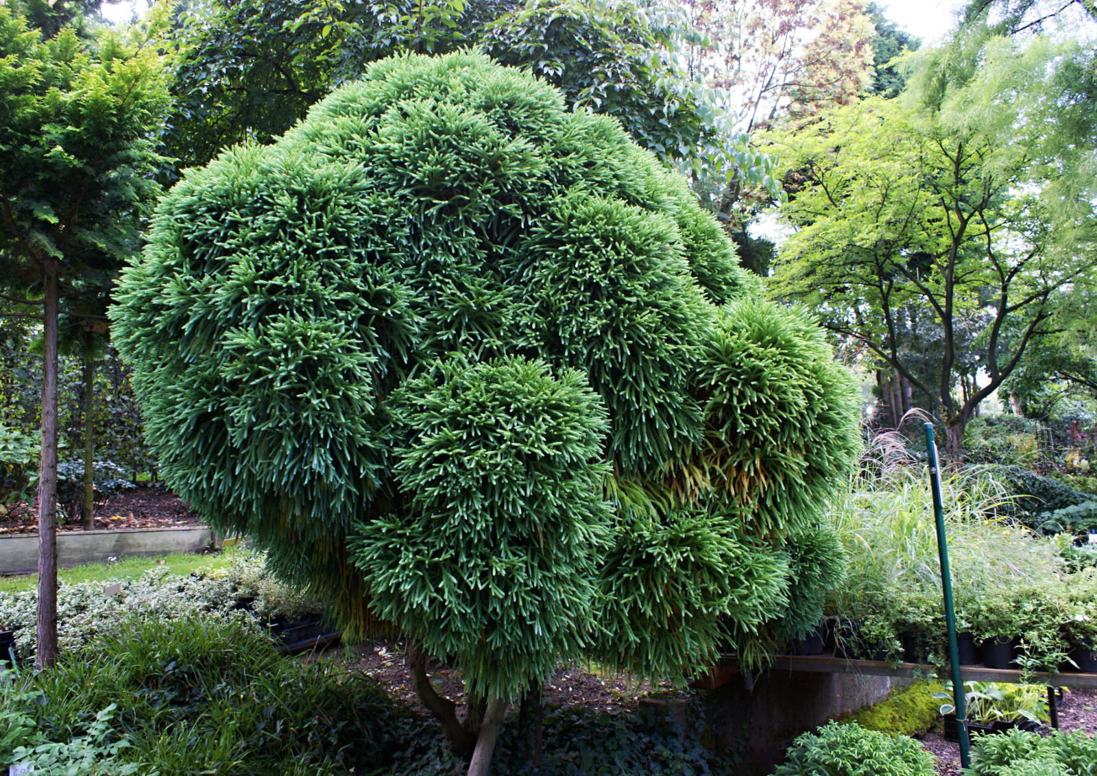 Nadelbaume Fur Den Garten Fotos Namen Typen Und Regeln Fur Die Zusammensetzung Von Nadelbaumen Im Garten