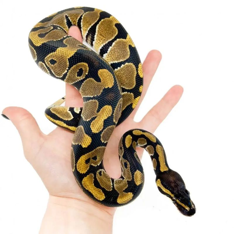 Le Python Royal Python Regius Le Serpent De Cl Op Tre Youtube - Incredible High Resolution Landscape Textures | Free Download