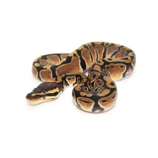 La Mue Du Python Royal Le Python Regius Youtube - Gradient Pictures - Modern Mobile Collection