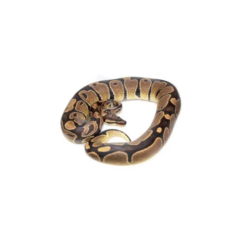 Adoption D Un Python Royal Le Python Regius Youtube - Gorgeous Space Pattern - 8K