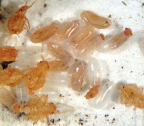 If something cannot be laundered, see if you can take it to a dry cleaner instead. Bed Bug Egg Pictures, Lifecycle and Removal Tips