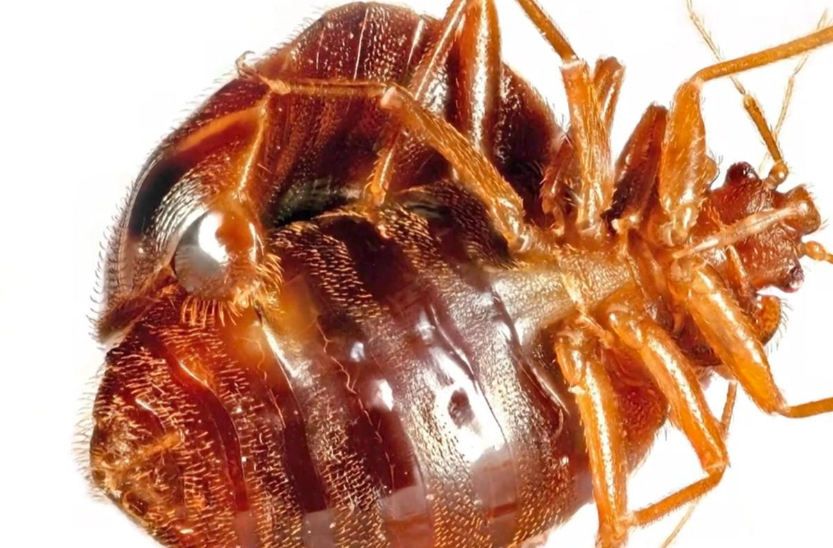 Bed bugs are a serious issue that isn't going away any time soon. Bed Bug Mating - High Resolution Photos & Info - BedBugBlog.ca