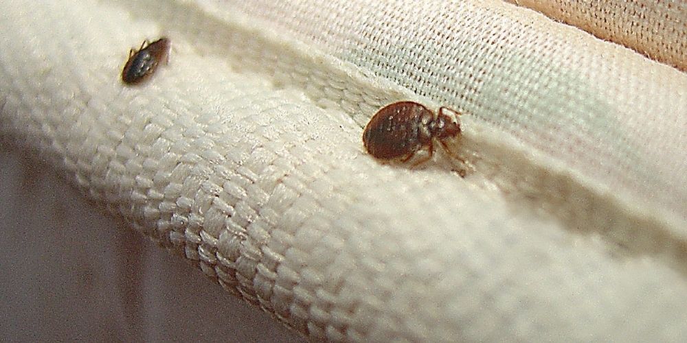 How to tell if you have bed bugs