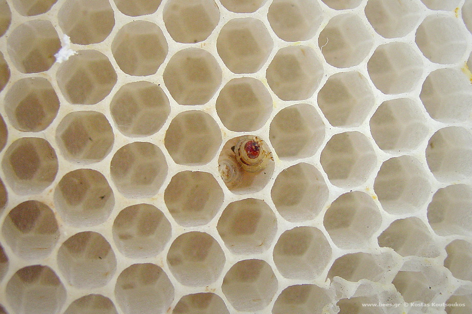 Κηρόσκωρος waxmoth galleria mellonella