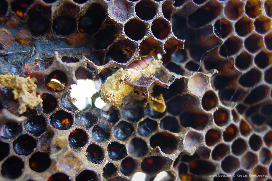 Κηρόσκωρος waxmoth galleria mellonella