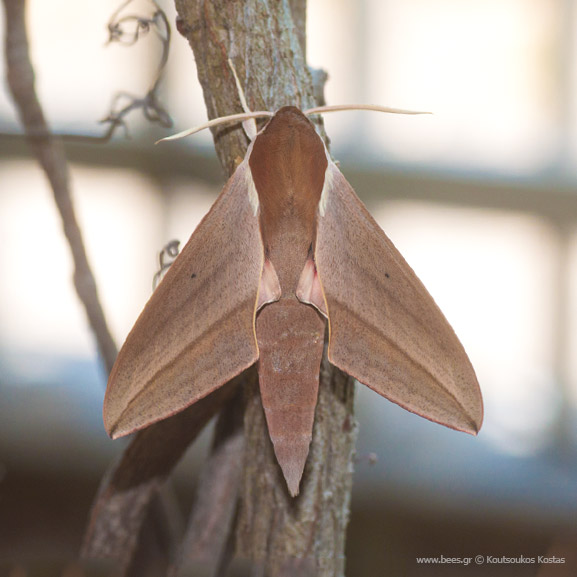 Theretra Alecto (Linnaeus, 1758)