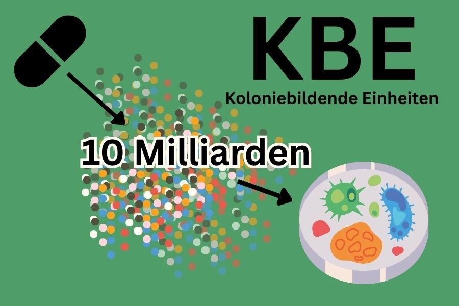 Koloniebildene Einheiten KBE, Probiotika