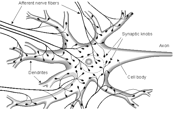 An important fact about animal cells is that they are eukaryotic cells. 2 Nerve And Muscle Cells