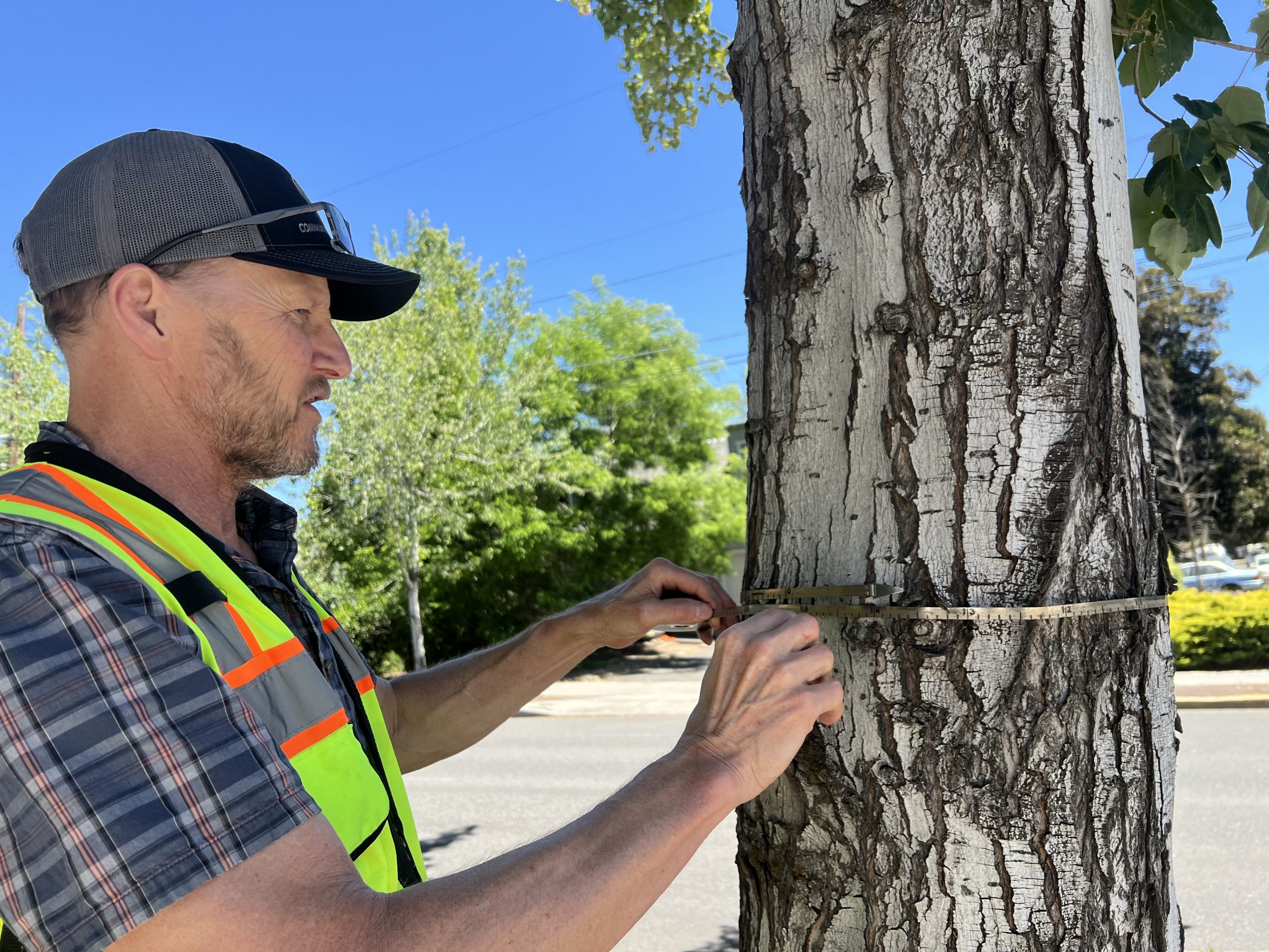 Bend City Council Stands By Tree Code
