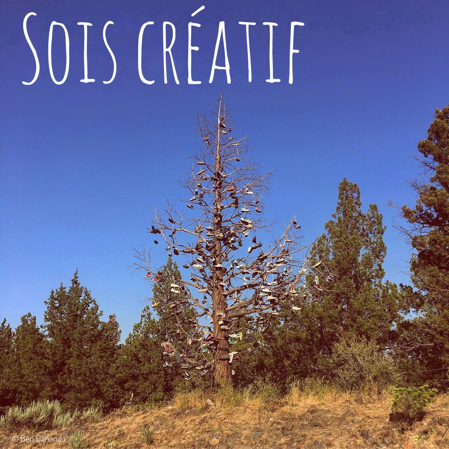 Arbre sans feuille et avec des paires de chaussures