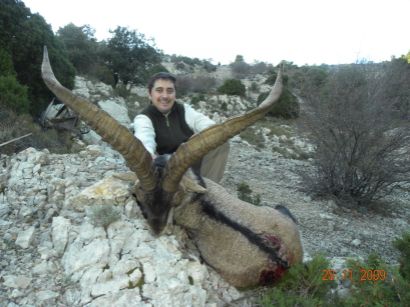 Iberiensteinbock
