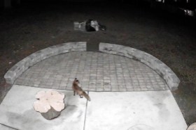 The fox checks out the work but is upset the firepit isn't there.