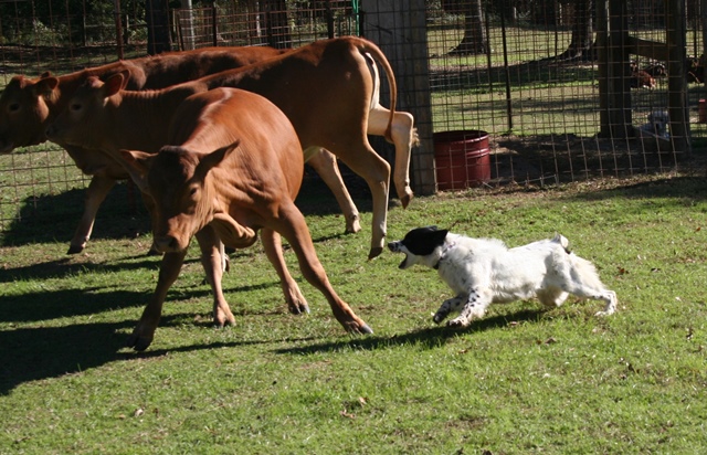 The dog or domestic dog (canis familiaris or canis lupus familiaris) is a domesticated descendant of the wolf which is characterized by an upturning tail. Stockdog Training
