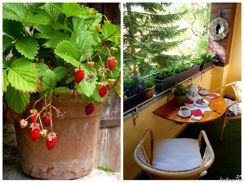 Erdbeeren auf Balkon und Terrasse in Topf, Kasten, Kübel, Schale