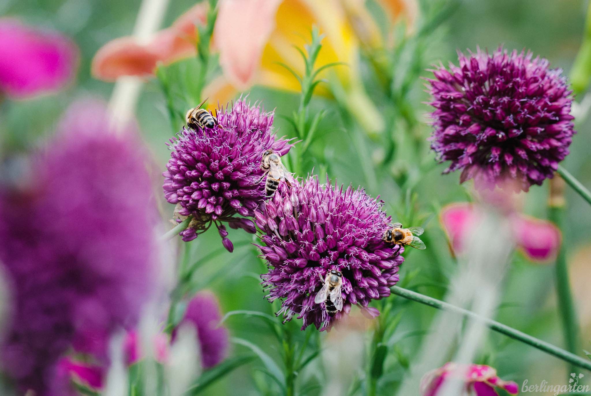 Sommer Garten Vektor Abbildung Illustration Von Garten 30516342