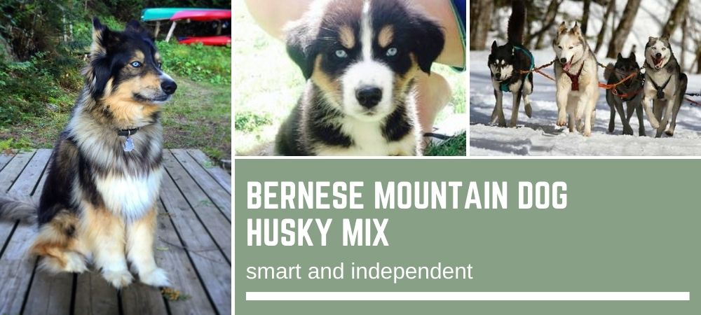 wallpapers Siberian Husky Bernese Mountain Dog German Shepherd Mix bernese love