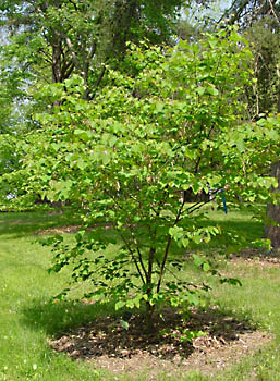 Here are some tips for growing your own weeping redbud tree (cercis canadensis). Eastern Redbud