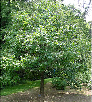 We aim to enrich everyone's life through plants, and make the uk a greener and more . Japanese Tree Lilac