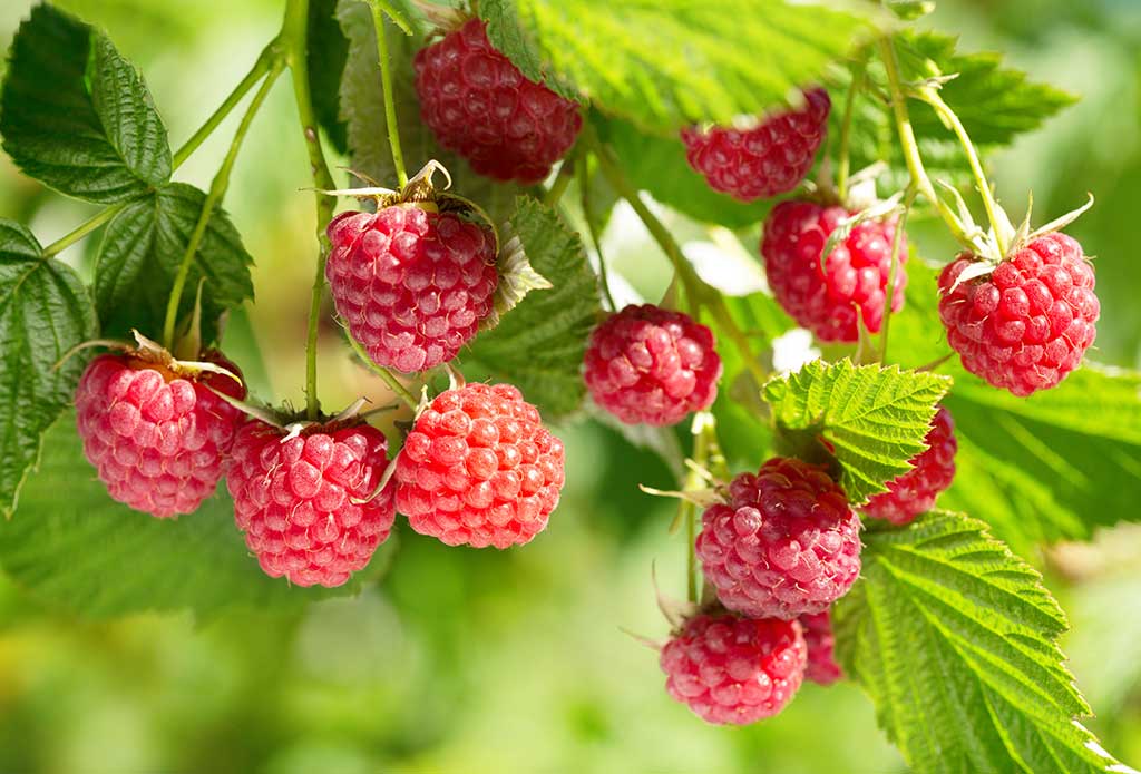 Wild Red Raspberry